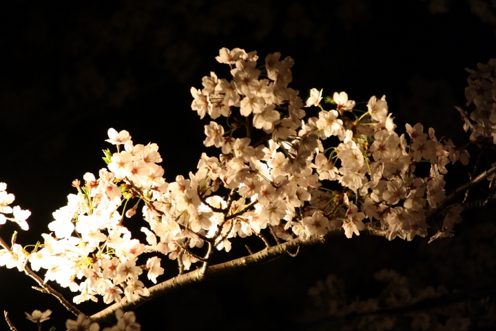 九華公園の夜桜