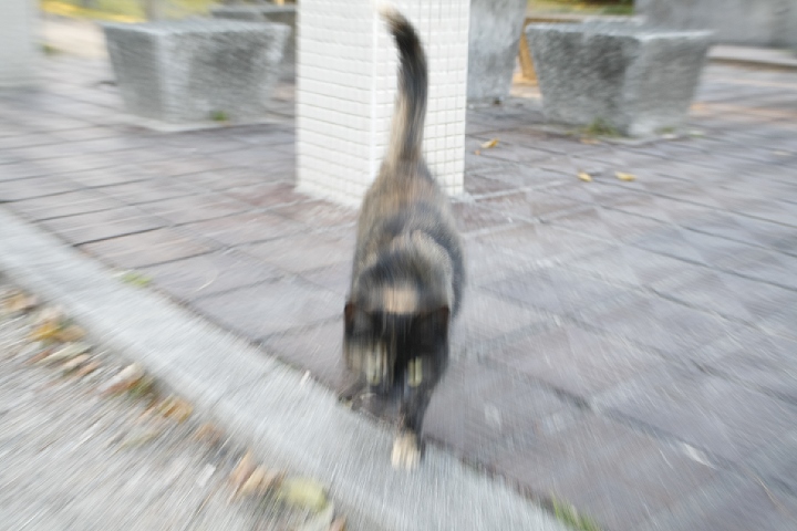 九華公園の黒猫