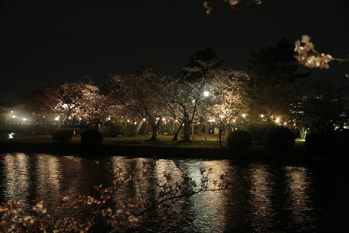 九華公園の夜桜
